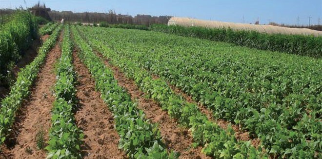 Mascara : Soulagement après les premières pluies