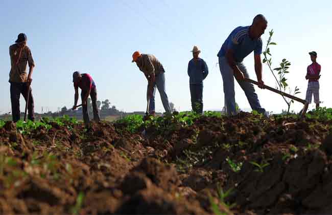 Algérie : Rencontre prochaine entre Alioui et Ouyahia pour parler des fruits et légumes
