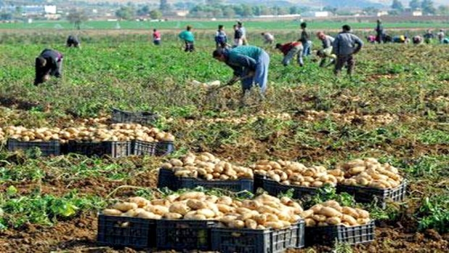 Chambre de l’Agriculture de Mostaganem : Des Italiens intéressés par l’investissement agricole