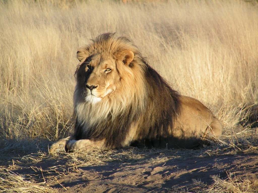 Taref : Un lion évadé sème la terreur
