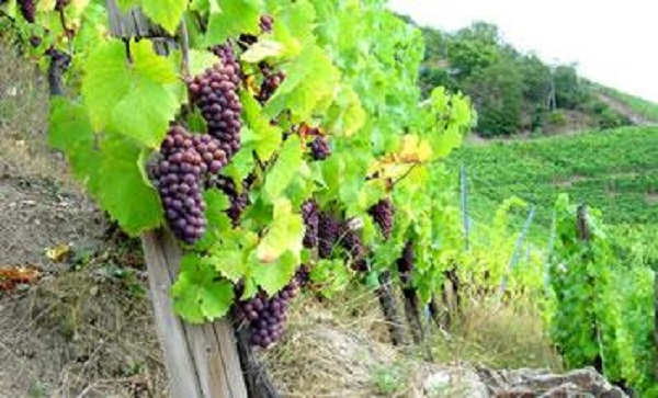 Agroalimentaire : Boumerdès étale la richesse de son potentiel