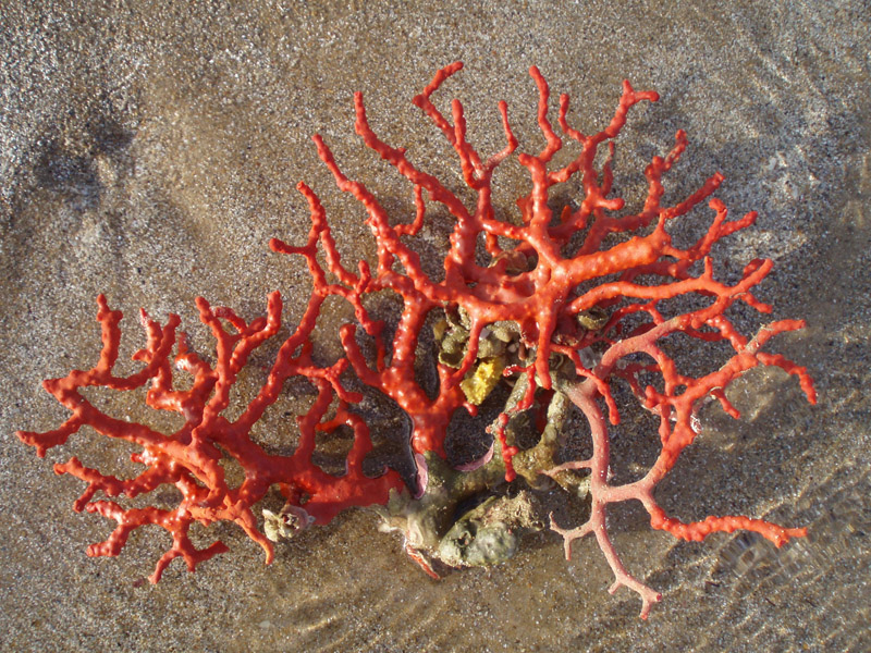 Annaba: Saisie d&rsquo;équipements de pêche de corail
