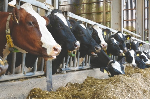 Sidi-Bel-Abbès : 4 cas de brucellose bovine détectés