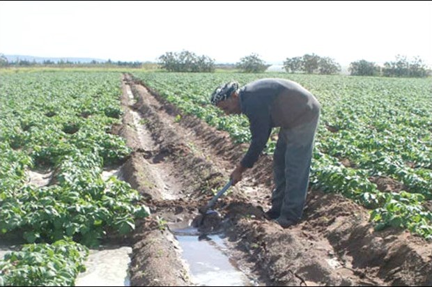 Pour bénéficier des différents dispositifs de soutien de l’Etat : Plus de 5.000 cartes professionnelles magnétiques délivrées aux fellahs