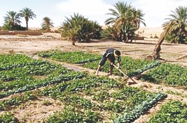 Sonelgaz leur réclame 14 milliards de centimes de factures impayées: Les agriculteurs d’Adrar dans la tourmente