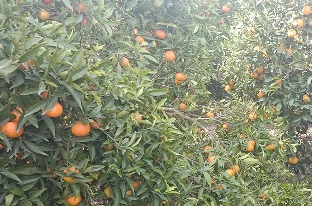 Récolte précoce des oranges à Blida: Une pratique décriée