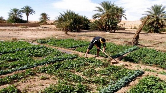 Algérie : La surface agricole cultivée pour 2017-2018 devra passer à plus de 70.000 hectares dans la wilaya d’Adrar