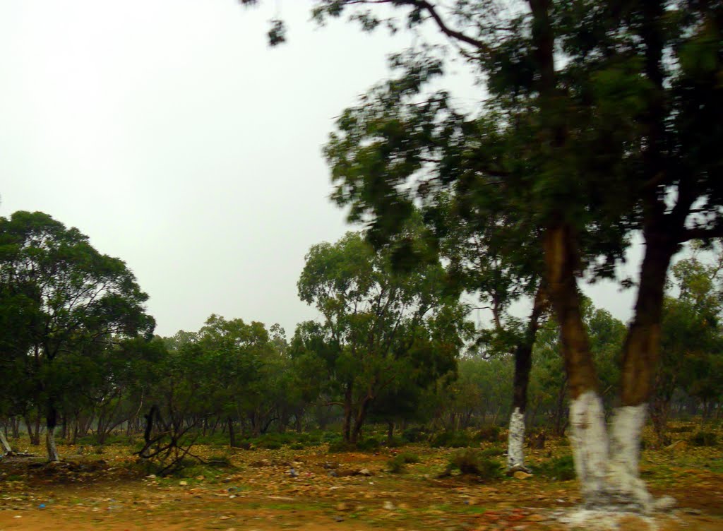 Plus de 1000 peupliers plantés par les employés d’Unilever à Oran