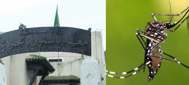 Moustique Tigre : L’Institut Pasteur apporte ses précisions
