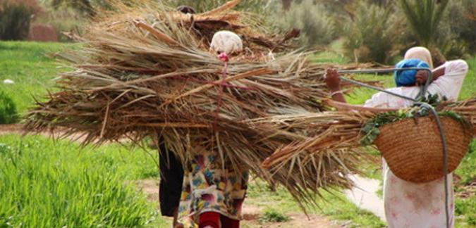 500 femmes rurales bénéficient des dispositifs d’aide de l’Etat A El Tarf