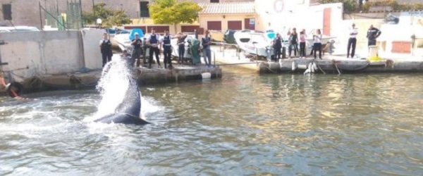 Marseille: La baleine qui faillit boucher le Vieux-Port