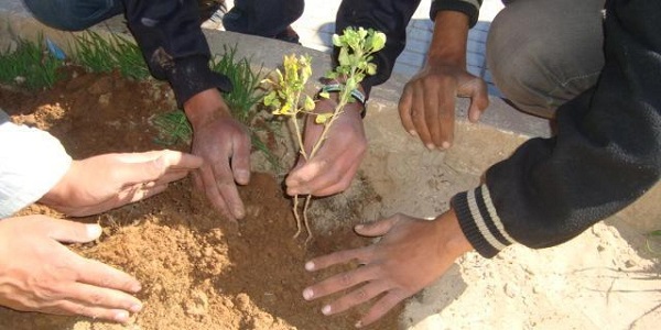 Plus de 3.600 arbustes seront plantés dans la wilaya de Ghardaia