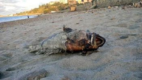 Oran : La mort des mérous découverts sur les plages est due à une cause virale