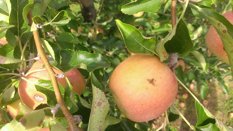 La mouche méditerranéenne menace de ravager les arbres fruitiers: Un deuxième avis d&rsquo;alerte phytosanitaire pour les agriculteurs