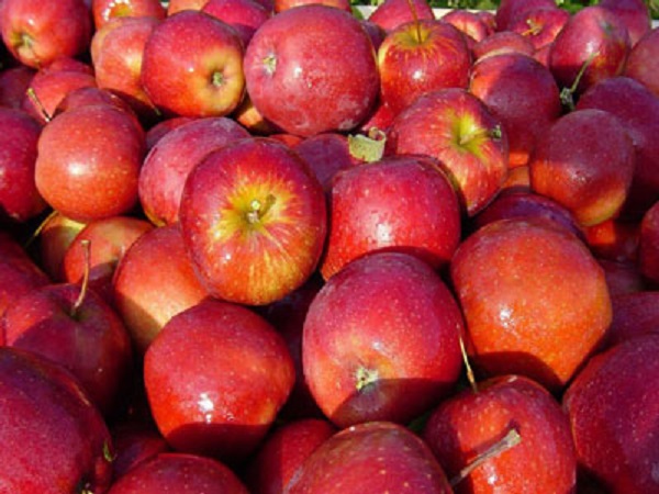 Etats-Unis : Les premières pommes OGM commercialisées