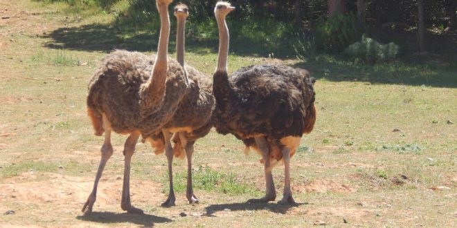 La réserve de chasse de Moutas : Espace écologique pour la protection des espèces animales