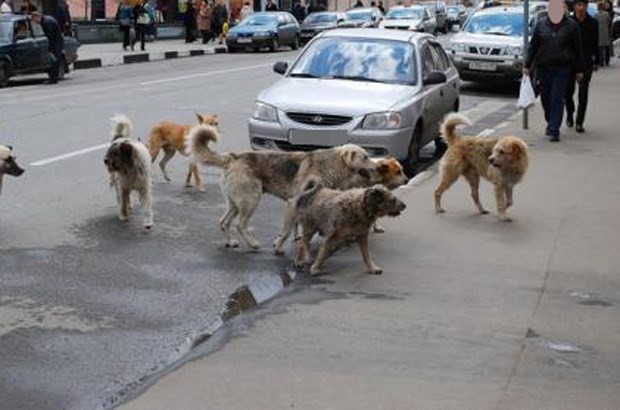 Lancement, aujourd&rsquo;hui, d&rsquo;une campagne de capture qui s&rsquo;étalera sur une semaine: La commune d&rsquo;Es Senia s&rsquo;attaque au phénomène des chiens errants