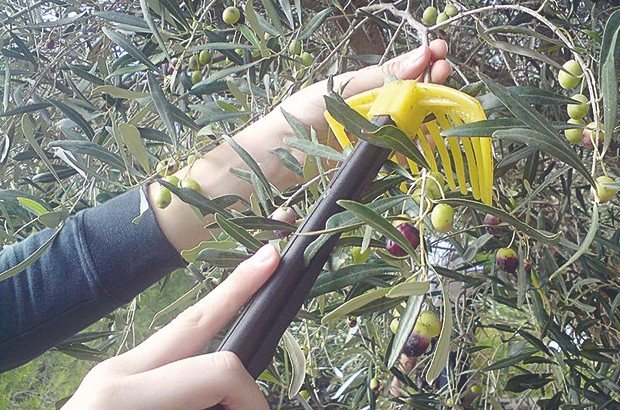 Vol des récoltes d’olives : Le phénomène qui inquiète les oléiculteurs