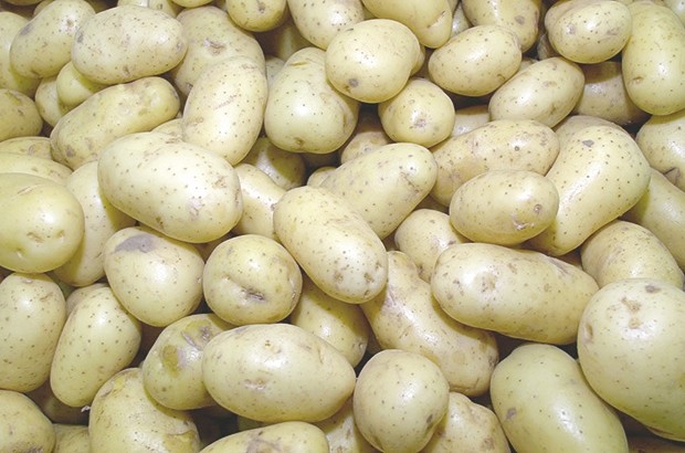 Importation de pomme de terre : Près de 8 000 tonnes ramenées d’Europe