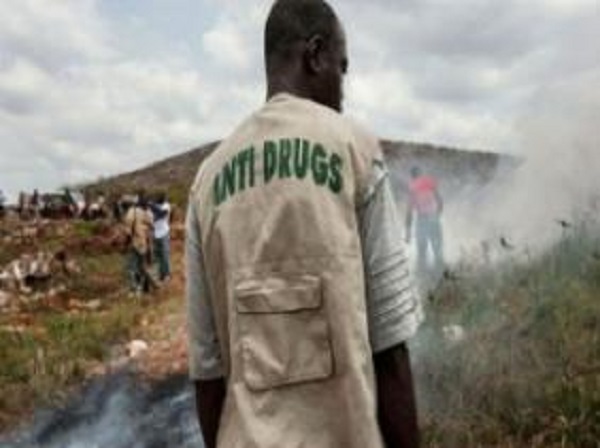 Le Soudan saisit 19 tonnes de cannabis au Darfour