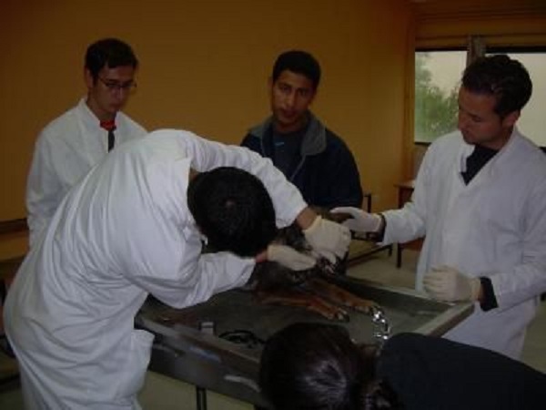 Constantine : Les vétérinaires privés en formation