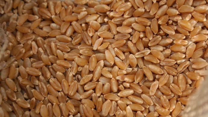 Le blé et le maïs en berne sur les marchés européens