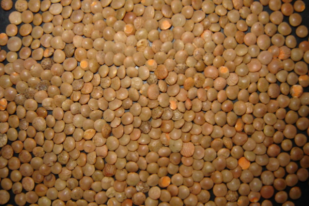 Les bienfaits de la consommation de lentilles