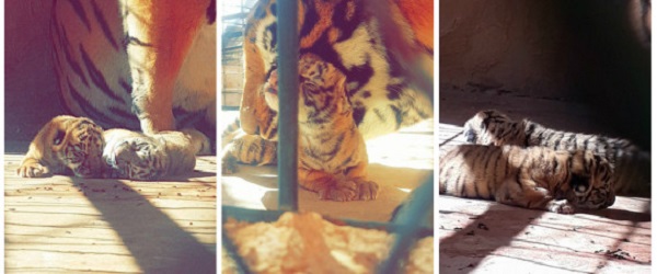 Naissance de deux bébés tigres dans un zoo à Ghardaïa