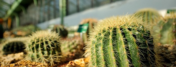 Algérie: Plaidoyer pour une utilisation rationnelle des plantes endémiques des milieux arides (séminaire)