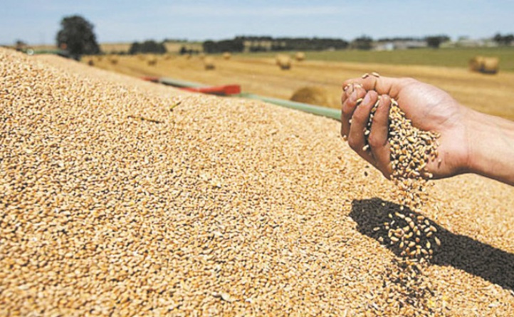 Baisse des prix mondiaux des produits alimentaires sauf les céréales (FAO)
