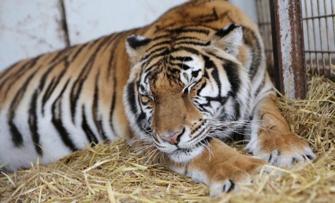 France : Un tigre s’échappe d’un cirque à paris avant d’être abattu
