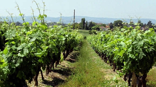 L’arrachage sauvage de la vigne de cuve est un désastre