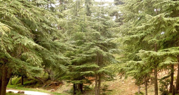 Essences menacées de disparition à Batna : Bientôt une banque de semences pour leur préservation