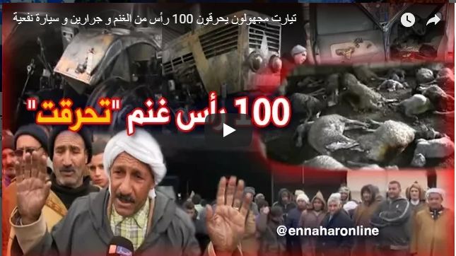 Vidéo: une centaine d’ovins et un véhicule utilitaire retrouvés calcinés à Tiaret