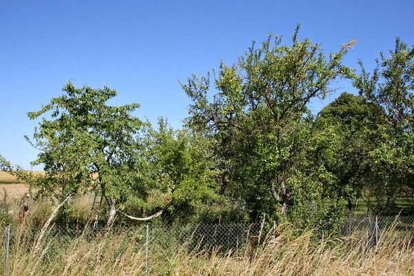 Relizane: Un homme retrouvé mort dans un verger