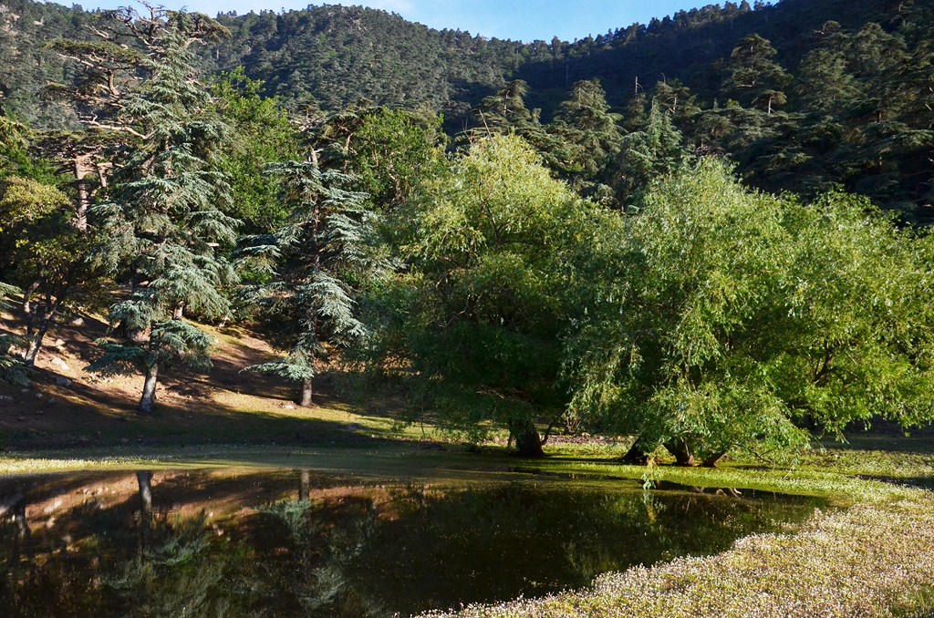 Elles s&rsquo;ouvrent désormais aux porteurs de projets: Le trésor caché dans nos forêts