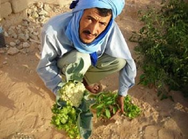 El oued: futur eldorado du monde agricole vert, le Sud