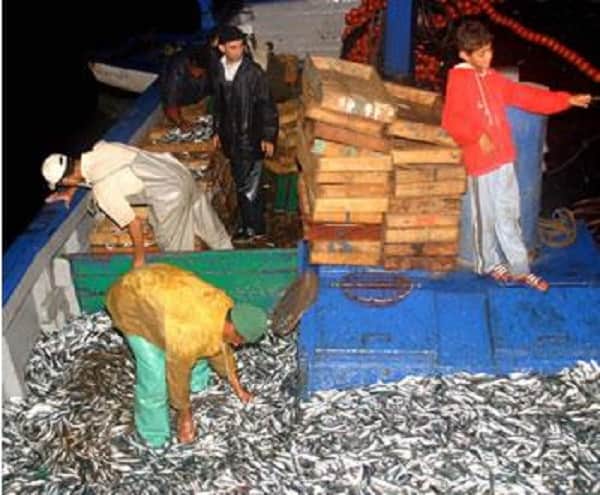 Des cargaisons entières jetées à la mer : La mafia de la sardine sévit