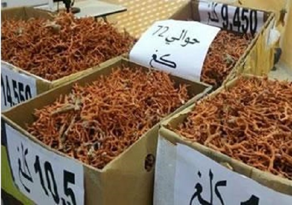 TÉBESSA: Plus de 4 kilos de corail noir saisis