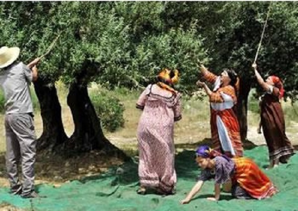 Malgré le froid et la neige : La cueillette des olives bat son plein