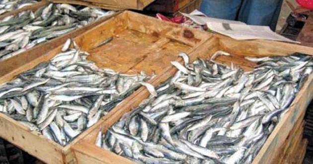 Pèche : Ouverture d’une enquête sur la sardine jetée