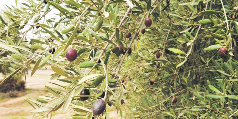 Le grignon d&rsquo;olives à béjaia : Une richesse déversée dans les rivières