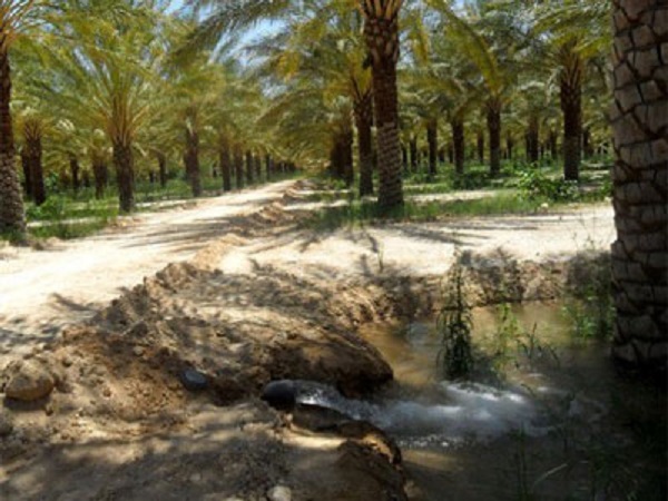 Biskra : L&rsquo;eau d&rsquo;irrigation, souci majeur des agriculteurs