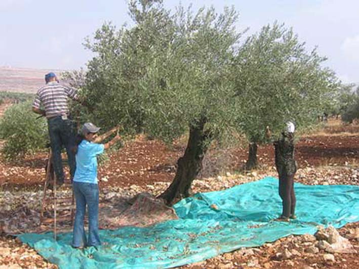 Skikda : Une récolte de plus de 300.000 quintaux d&rsquo;olives attendue