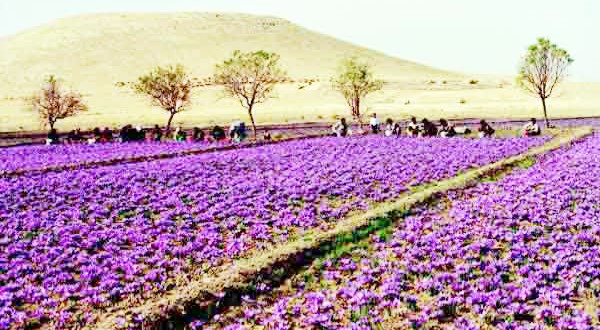 Culture du safran : Expérience pilote à Ain-Fezza (Tlemcen)