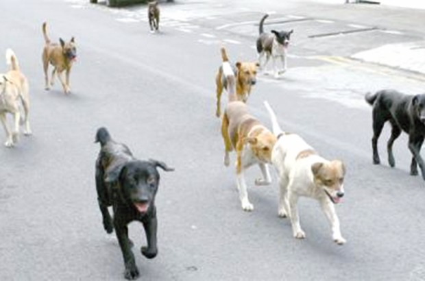 ADRAR : Des chiens errants tuent le petit Khaled
