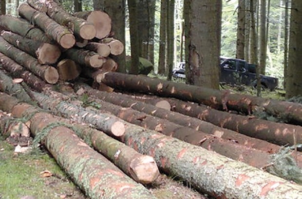 Pour se chauffer à KANOUAÂ (SKIKDA) : L’exploitation du bois des forêts autorisée