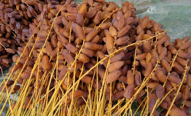 L’algérie quatrième pays producteur mondial de dattes