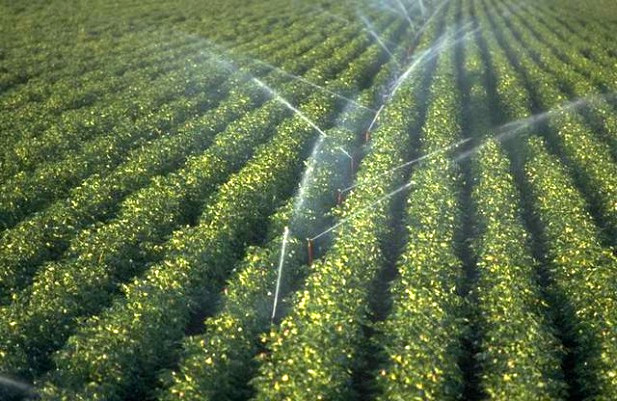 Développement de la culture des agrumes à oran : Le quitus des services agricoles