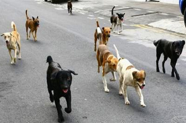 Constantine – Aïn Abid: Les chiens sèment l&rsquo;inquiétude parmi les habitants